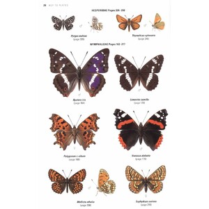 COLLINS BUTTERFLY GUIDE: THE MOST COMPLETE GUIDE TO THE BUTTERFLIES OF BRITAIN AND EUROPE 3