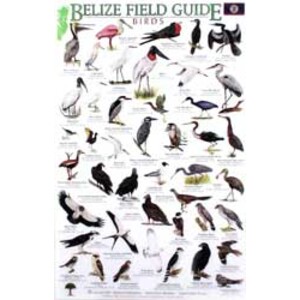 BELIZE FIELD GUIDES: BIRDS