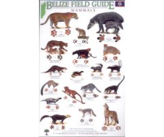 BELIZE FIELD GUIDE. MAMMALS
