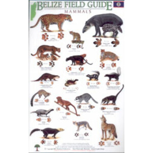 BELIZE FIELD GUIDE. MAMMALS
