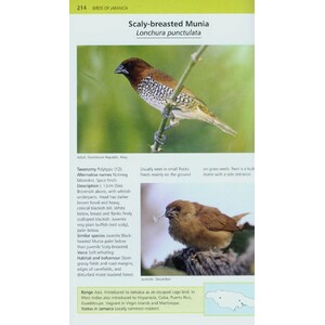 A PHOTOGRAPHIC GUIDE TO THE BIRDS OF JAMAICA_1