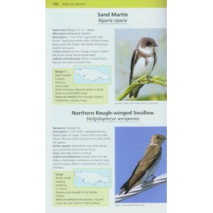 A PHOTOGRAPHIC GUIDE TO THE BIRDS OF JAMAICA 3