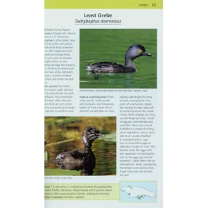 A PHOTOGRAPHIC GUIDE TO THE BIRDS OF JAMAICA 4