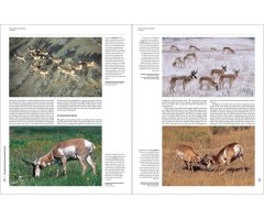 HANDBOOK OF THE MAMMALS OF THE WORLD. VOL. 2 HOOFED MAMMALS_1