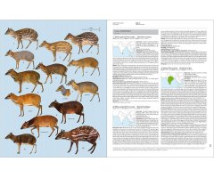HANDBOOK OF THE MAMMALS OF THE WORLD. VOL. 2 HOOFED MAMMALS 4