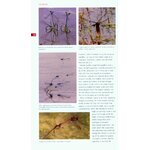 FIELD GUIDE TO THE DRAGONFLIES AND DAMSELFLIES OF GREAT BRITAIN AND IRELAND_1