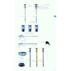 FIELD GUIDE TO THE DRAGONFLIES AND DAMSELFLIES OF GREAT BRITAIN AND IRELAND 3