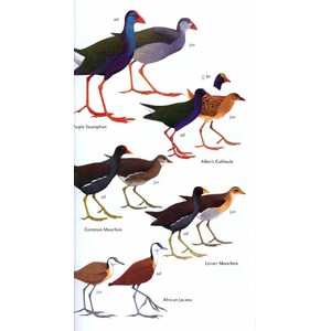 HELM FIELD GUIDE. BIRDS OF GHANA_1