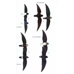 HELM FIELD GUIDE. BIRDS OF GHANA 3