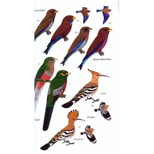 HELM FIELD GUIDE. BIRDS OF GHANA 4