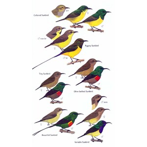 HELM FIELD GUIDE. BIRDS OF GHANA 5