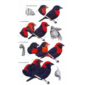 HELM FIELD GUIDE. BIRDS OF GHANA 6