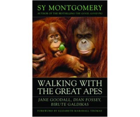 WALKING WITH THE GREAT APES
