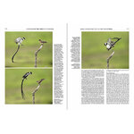 HANDBOOK OF THE BIRDS OF THE WORLD, VOL. 15 . WEAVERS TO  NEW WORLD WARBLERS 2