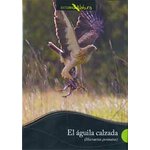DVD EL ÁGUILA CALZADA (HIERAETUS PENNATUS)
