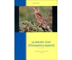 LA ALONDRA RICOTÍ (CHERSOPHILUS DUPONTI) 2