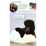 WATCHING WATERBIRDS WITH KATE HUMBLE 2