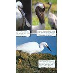 WATCHING WATERBIRDS WITH KATE HUMBLE 4