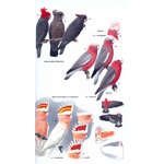 HELM FIELD GUIDES. PARROTS OF THE WORLD 3