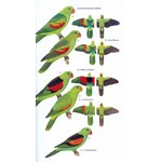 HELM FIELD GUIDES. PARROTS OF THE WORLD 5