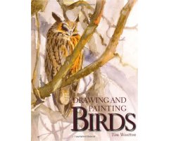 DRAWING AND PAINTING BIRDS