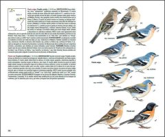 AVES DE MACARONESIA. AZORES, MADEIRA, ISLAS CANARIAS, CABO VERDE 2