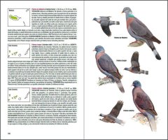 AVES DE MACARONESIA. AZORES, MADEIRA, ISLAS CANARIAS, CABO VERDE 3