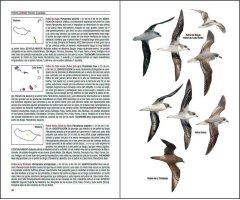 AVES DE MACARONESIA. AZORES, MADEIRA, ISLAS CANARIAS, CABO VERDE 4