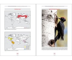 THE BLACK WOODPECKER_1