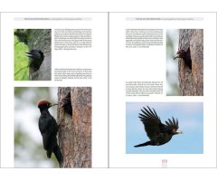 THE BLACK WOODPECKER 3