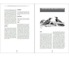 THE BLACK WOODPECKER 4