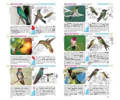 AVES DE ARGENTINA Y URUGUAY. SET GUÍA DE IDENTIFICACIÓN + DVD + CHECKLIST 4