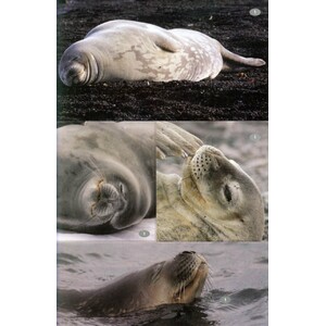 ANTARCTIC WILDLIFE. A VISITOR'S GUIDE TO THE WILDLIFE OF THE ANTARCTIC PENINSULA, DRAKE PASSAGE AND BEAGLE CHANNEL 3