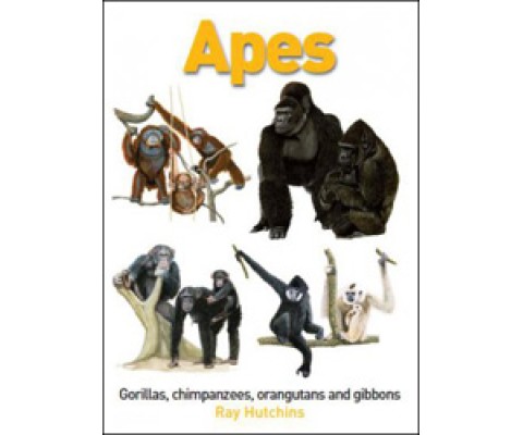 APES. GORILLAS, CHIMPANZEES, ORANGUTANS AND GIBBONS