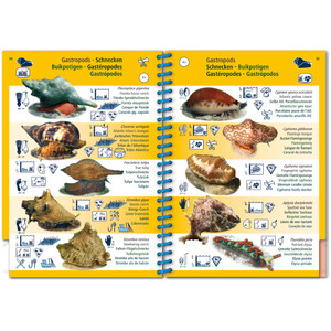 MARINE PICTOLIFE. WESTERN TROPICAL ATLANTIC 5