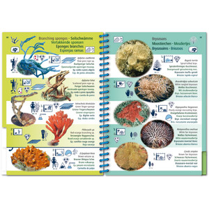 MARINE PICTOLIFE. WESTERN TROPICAL ATLANTIC 7