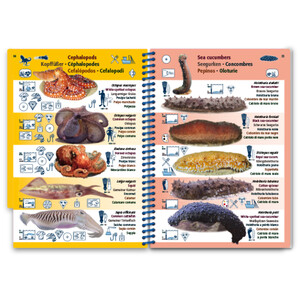 MARINE PICTOLIFE. MEDITERRANEAN SEA 6