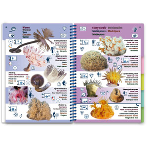 MARINE PICTOLIFE. MEDITERRANEAN SEA 7