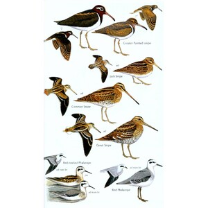 HELM FIELD GUIDES. BIRDS OF SENEGAL AND THE GAMBIA 3
