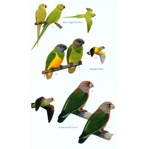HELM FIELD GUIDES. BIRDS OF SENEGAL AND THE GAMBIA 5