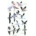 HELM FIELD GUIDES. BIRDS OF SRI LANKA 3