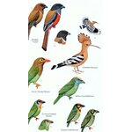 HELM FIELD GUIDES. BIRDS OF SRI LANKA 5
