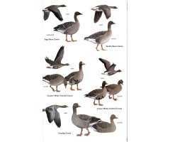 HELM FIELD GUIDES. BIRDS OF CENTRAL ASIA 3
