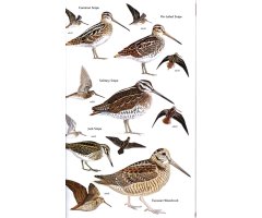 HELM FIELD GUIDES. BIRDS OF CENTRAL ASIA 4