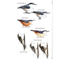 HELM FIELD GUIDES. BIRDS OF CENTRAL ASIA 5