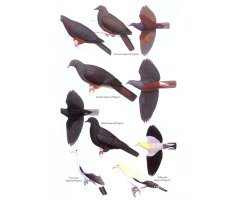 HELM FIELD GUIDES. BIRDS OF MELANESIA_1