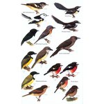 HELM FIELD GUIDES. BIRDS OF MELANESIA 3