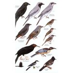 HELM FIELD GUIDES. BIRDS OF MELANESIA 4