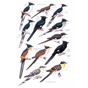 HELM IDENTIFICATION GUIDE. CUCKOOS OF THE WORLD 3