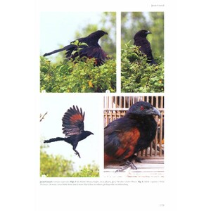 HELM IDENTIFICATION GUIDE. CUCKOOS OF THE WORLD 5